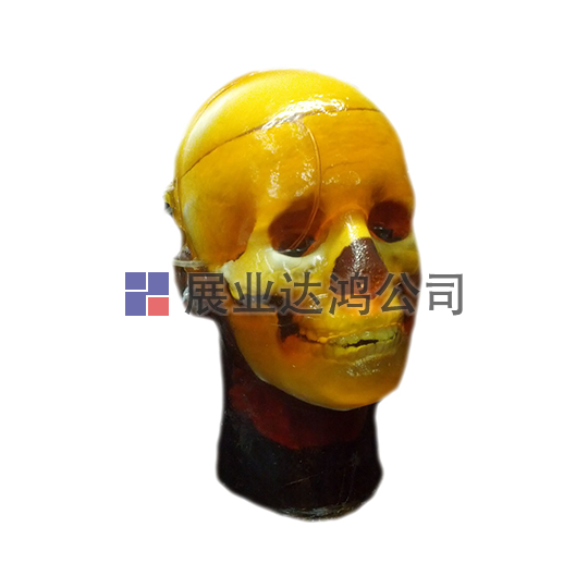 <b>英國(guó)PI 人體頭骨模體</b>