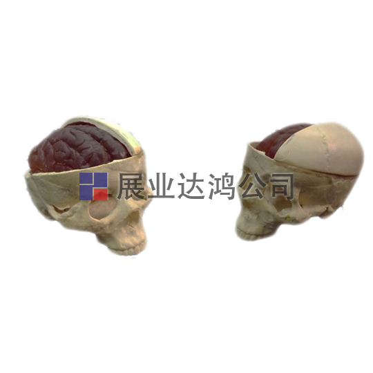 <b>英國(guó)PI 露出大腦的正確頭骨模體</b>