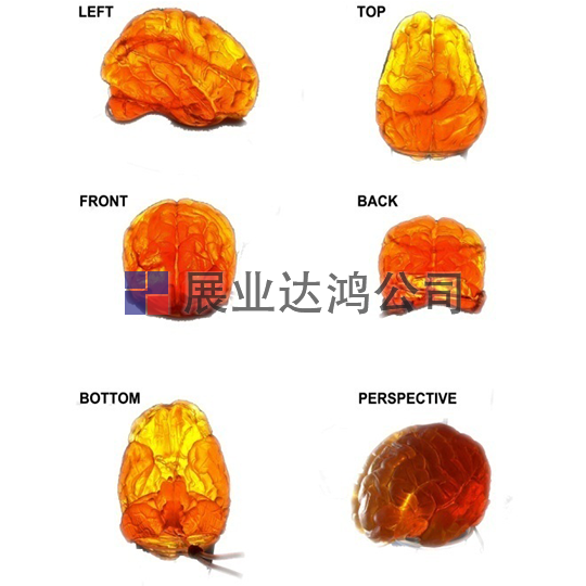 <b>英國(guó)PI 大腦模體</b>