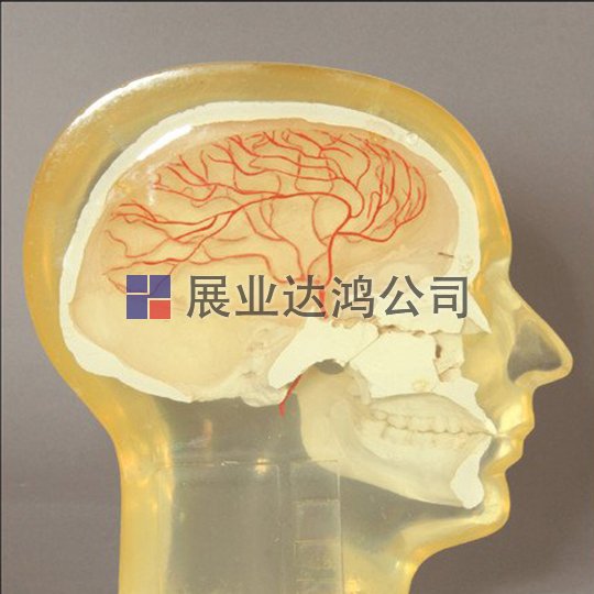 <b>美國(guó)RSD RS-240血管造影頭部模體</b>